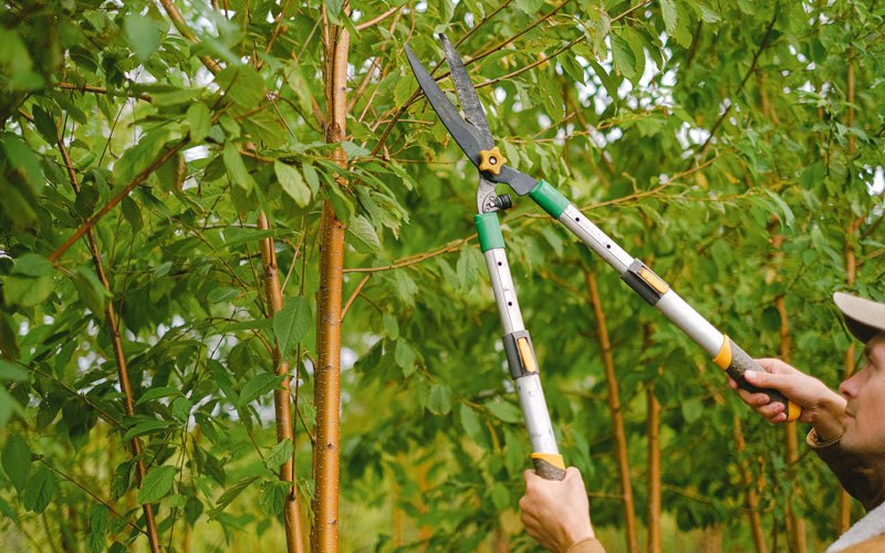Tree trimming in Raymondville, TX